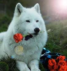 wolf